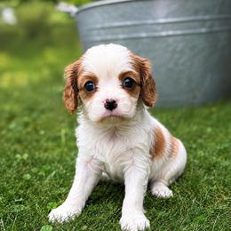 Ruby - Blenheim female Cavalier King Charles Spaniel puppy in Saint Francis, Minnesota from King Charles
