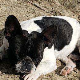 Marley - French Bulldog