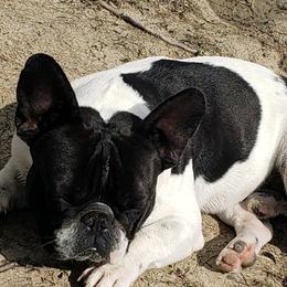 Marley - French Bulldog