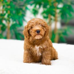 Mowgli - Red  male Goldendoodle puppy in Fort Myers, Florida from Corgis & Doodles