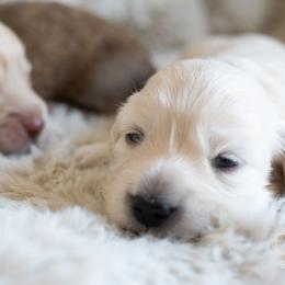 Dachshund Puppies from CTX Doxies