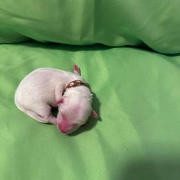 Boscoe - White male Coton de Tulear puppy in Timber, Oregon from Sterling’s Sweet Cotons