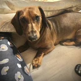 Mr. Chips - Dachshund