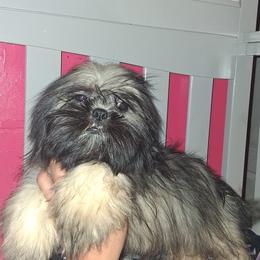 Boy 3 - Black male Shih Tzu puppy in Birmingham, Alabama from K&D kennels