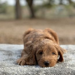 Girl 1 - Red  female Goldendoodle puppy in Cuero, Texas from Firestorm Kennel