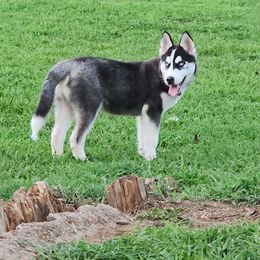 Rax - Black and white Siberian Husky puppy in Russellville, Alabama from Heart of Dixie Husky Kennels