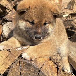 Buddha - Red male Shiba Inu puppy in Winthrop, Minnesota from Kayobi Shibas