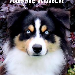 Rhett - Miniature Australian Shepherd