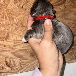 Red Collar - Blue male Shih Tzu puppy in Eunice, Louisiana from 4J's Cajun Kennels