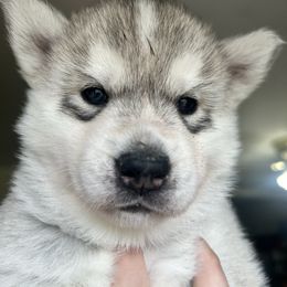 Grave - Gray and white female Siberian Husky puppy in Canton, Ohio from Bleu Skies Siberian Huskies