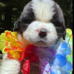 Brown male - Mahogany and white male Saint Bernard puppy in New Philadelphia, Ohio from Fletchers Saints