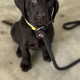 Labrador Retriever Puppies from Lacey’s Labradors