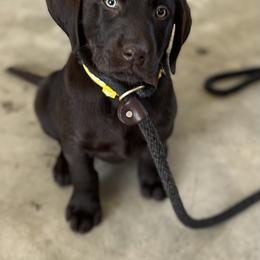 Labrador Retriever Puppies from Lacey’s Labradors