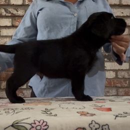 Pokéball - Black male Labrador Retriever puppy in Dixon, California from Rosslyn Labradors (Rose-Line)