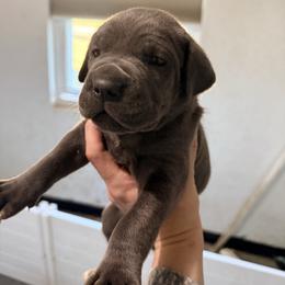 Orange - Gray male Cane Corso puppy in Sullivan, Missouri from Midwest Cane Corso in Action