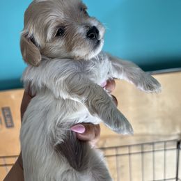 Maltese, Maltipoo, and Poodle Puppies from Healing Pawz LLC