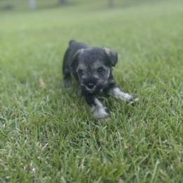 Miniature Schnauzer Puppies from Rebecca LeBoeuf