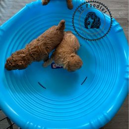 Poodle Puppies from 3C Poodles