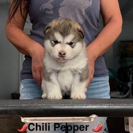 Girl 3 - female Alaskan Malamute puppy in Hastings, Michigan from Powerpaw Alaskan Malamutes