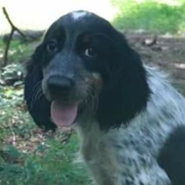 Creed- Blue tri-roan - English Springer Spaniel