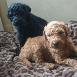 Poodle Puppies from Poodle Majesty