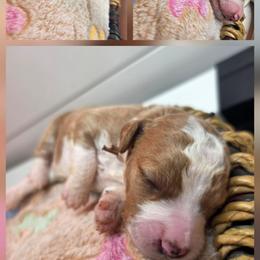 Keely - Red  female Goldendoodle puppy in Palestine, Texas from KK's Doodle Bunch
