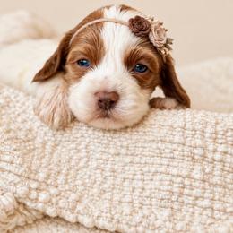 Winnie - Red and white female Cockapoo puppy in Santa Barbara, California from K+C Doodles