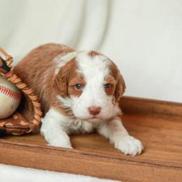 Slugger - Red male Bernedoodle puppy in Jackson, Missouri from Pincksten Family Doodles