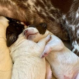 German Shorthaired Pointer Puppies from Legends German Shorthaired Pointers