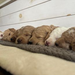 Goldendoodle and Yorkshire Terrier Puppies from Rowan's Rascals