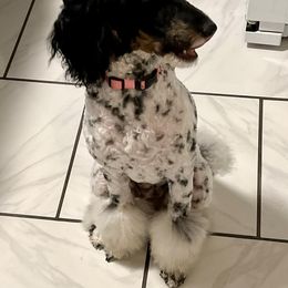 Bernedoodles, Goldendoodles, and Poodles from Good Dog Doodles