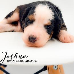 Joshua - Tri-color male Bernedoodle puppy in Tipton, Indiana from Country Creek Doodles