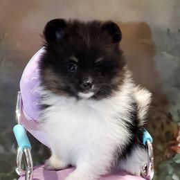 Katie - Black parti female Pomeranian puppy in Forsyth, Illinois from Amazing Grace Pomeranians
