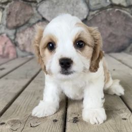 Maryann - Blenheim female Cavapoo puppy in Camden, Michigan from FurEver Friends Finder