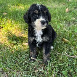 Little Joe - Phantom male Bernedoodle puppy in Holden, Missouri from Mid-West Bernedoodles