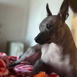 Katu - Xoloitzcuintli