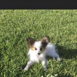 Papillon Puppies from A Circle Of Love Papillons