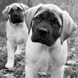 Mastiffs from Mountainview Mastiffs