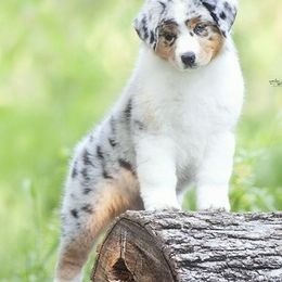 Australian Shepherds from Shoreline Aussies