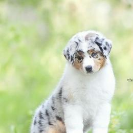 Australian Shepherds from Shoreline Aussies