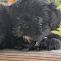 Harper - Black female Shih Tzu puppy in Claxton, Georgia from Small Pawz Kennel
