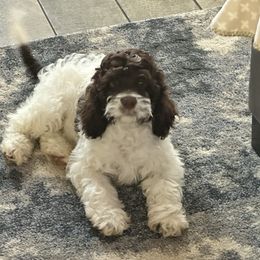 Green collar - Brown white and tan male Cockapoo puppy in Oologah, Oklahoma from Timber Hills Poodles and Doodles