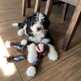 Bernedoodle, Goldendoodle, Poodle, and Sheepadoodle Puppies from Kerr Kanine Ranch