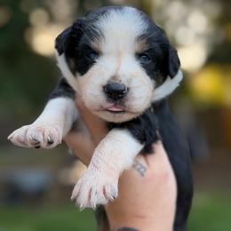 Hana - Black tri-color female Australian Shepherd puppy in Polk City, Florida from Skaky Shepherds