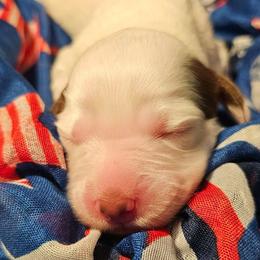 Girl 2 - Liver Tri - both ears and spot on back - Liver belton female English Setter puppy in Boise, Idaho from English Setters of the Eyrie