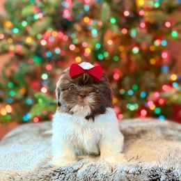 Girl 2 - Liver and white female Shih Tzu puppy in Seguin, Texas from Dolled Up Shih Tzus