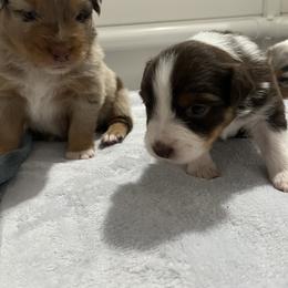 Australian Shepherd Puppies from Dream E River Ranch
