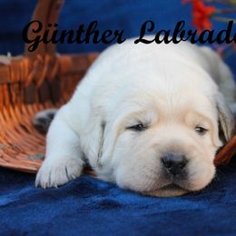Labrador Retriever Puppies from Günther Labradors
