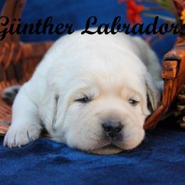 Labrador Retriever Puppies from Günther Labradors