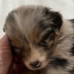 Marlowe- Purple - Blue merle female Australian Shepherd puppy in Hayward, California from Grissom’s Aussies